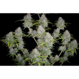 Fast Buds Orange Sherbet auto