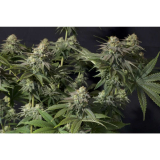 Fast Buds Orange Sherbet FF