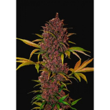 Fast Buds LSD-25 auto