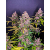 Fast Buds LSD-25 auto