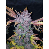 Fast Buds LSD-25 auto