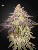 Greenhouse Seeds Black Toffee Auto
