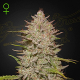 Greenhouse Seeds Chemical Candy Auto