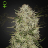 Greenhouse Seeds HighCloudZ Auto