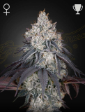 Greenhouse Seeds Lemon Orange