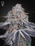 Greenhouse Seeds Velvet Moon