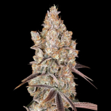Greenhouse Seeds Holy Snow