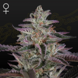 Greenhouse Seeds Banana Crumble