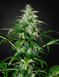 Greenhouse Seeds Kalashnikova Auto