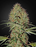 Greenhouse Seeds Super Bud Auto