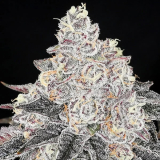 Anesia Seeds Frozen Black Cherry
