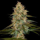 DNA Genetics Chocolope Kush