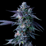 DNA Genetics Chocolope