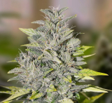 High Speed Buds Chocolope Fast